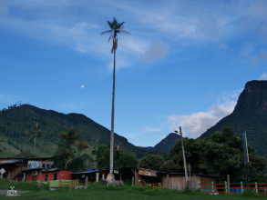 Las palmas de cera del Quindio - Valle de Cocora