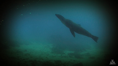 Dive #3 & #4 - Floreana Island : Punta Cormorant and Isla Champion