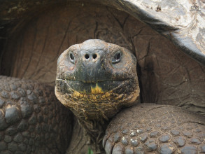 Rancho Primicias : Giant Tortoise Reserve