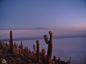 Salar d'Uyuni - Isla Incahuasi