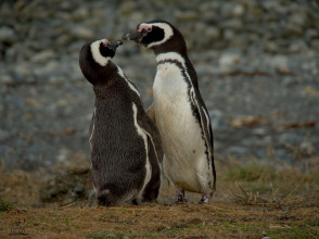 Isla Magdalena - Los Pingüinos
